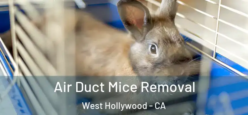  Air Duct Mice Removal West Hollywood - CA